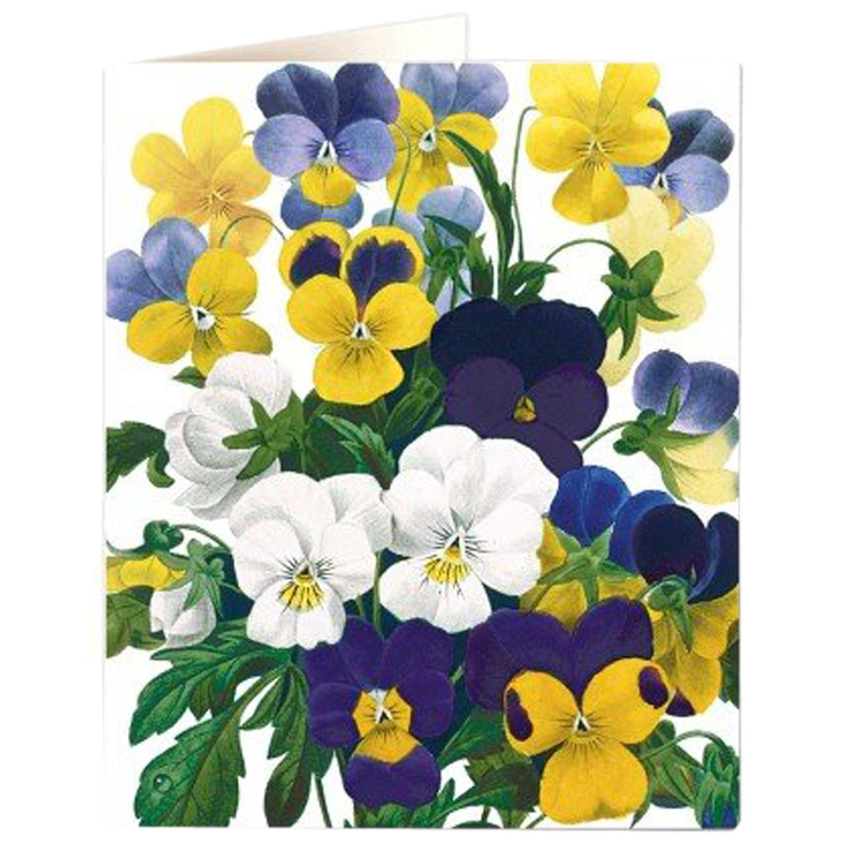 Violas