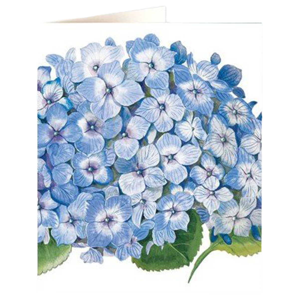 Blue Hydrangea